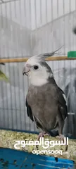  8 كوكتيل  واحد وايت فيس