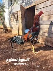  1 للبيع ديك وفرختين باكستاني