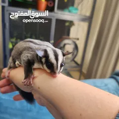  7 Suger Gliders (2 Females - Twin Sisters)