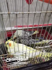  16 عصافير كوكتيل للبيع حبات جامبو ونضيفه