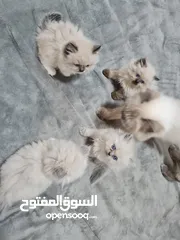  1 قطط هيمالايا بيور