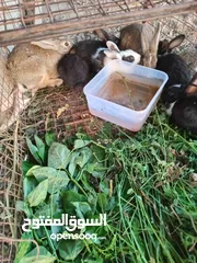  1 للبيع أرنب عماني كبار و صغيره