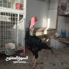  1 ديك باكستاني نخب