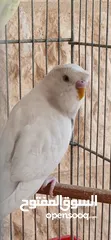  2 طيور حب [بادجي] عدد 2 متوالفين و بصحه و نظافه و نشاط  تبارك الله