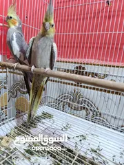  2 كوكتيلات للبيع