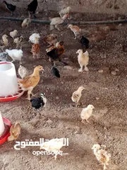  10 دجاج محلي مهجن من ديوك كوشن العملاق للبيع