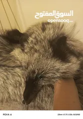  12 فروه silver fox