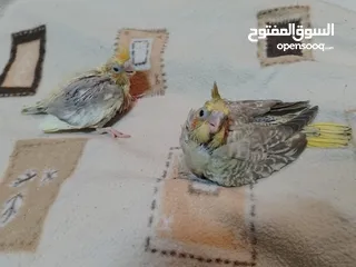  4 افراخ كوكتيل زق للبيع