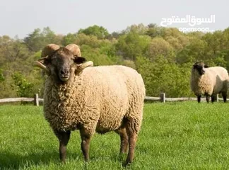 2 تقبل الله طاعتكم خدمة ذبح الأضاحي في منازلكم