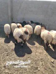  5 16 عبور زابطات لحم وزابطات مقنوا مطلوب 140