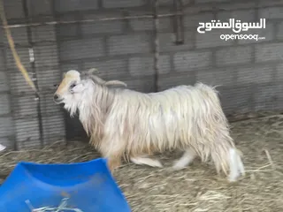  2 بيعه مستعجله غنم