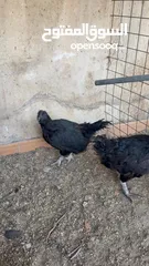  2 موجود دجاج اللمبرقيني ( الأندونيسي الأسود ) للبيع