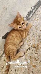  7 قطط للتبني