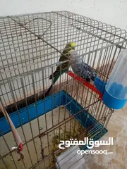  1 طيور حب للبيع