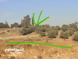  3 ارض للبيع شفا بدران امتداد عيون الذيب