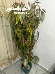  1 شجرة اصطناعية كبيرة  2 شجر اصطناعي قصير