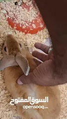  5 rabbit cute with cage for sale