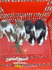  5 ارانب عماني
