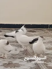  17 حمام لببيع