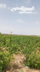  3 فرصه لااااااااتعوض في البستانه اراضي مميزة من مالكها /المفرق البادية الشمالية