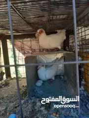 9 حمام جواز للبيع او البدل على دجاج