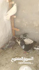  2 فارس.بدري.العتوم