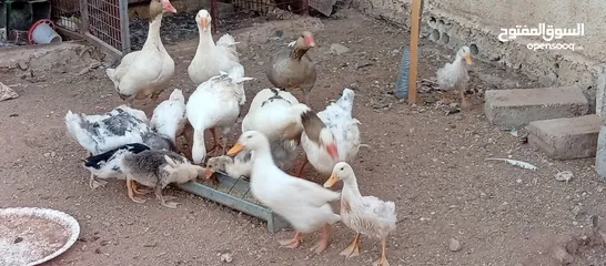  8 موجود وز وبط قطعه وحده
