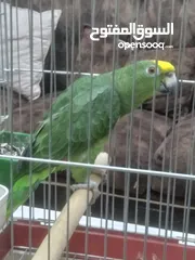  7 يلو كراون   حجم جانبو ريش كامل برخبط كلمات اكتير