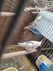  5 كوكتيل ابيض