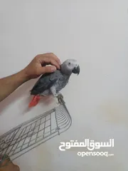  3 بغبغاء كاسكو