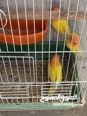 3 جواز روز وفشر