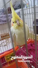  4 ببغاء كوكتيل حلو ومرتب وبعمر اصغير اكلو معو وقفسو معو ونضيف جدآ للبيع مع جميع اغراضو