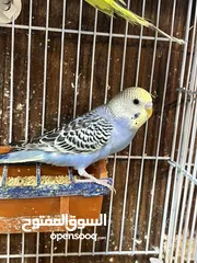  4 حب اليف لون أزرق