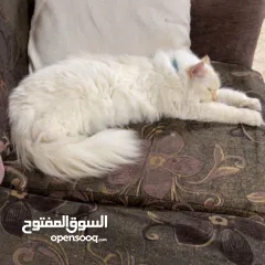  4 شيرازي للبيع عمرها سنة وشوي سعرها 600(قابل للتفاوض المعقول) اجتماعية وبترد عصحابها ومتعودة عالحمام