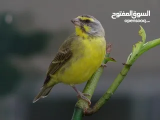  3 زوج موزنبيقي