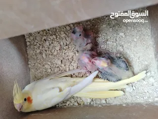  2 3 فراخ كوكتيل ازابيل زق يدوي صحه ونظافة