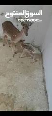  2 غزلان للبيع