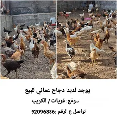  1 دجاج عماني للبيع