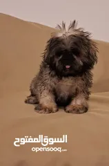  12 جراء شيتزو مستوى عالي جدا Shih Tzu