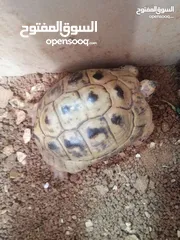  2 سلاحف عدد 2 ذكر وانثى للبيع حجم كبير