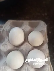  1 بيض جاج فيومي موجود 12 بيضا تفقيس مكبسات بسعر 20شيكل و الكرتوني فيها 30بيضا 50شيكل
