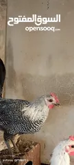  4 ديك للبيع العر 4 شهور