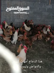  10 فقاسه البلده للبيع دجاج وبيض فرنسي بلونين الأحمر والأبيض