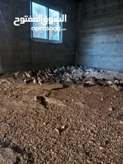  2 صوص جاج عمر شهر عدد 250 ل300