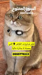  1 قطو ضايع / Lost cat
