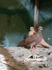  1 زوج فنر اصايل عمرهم 8 شهور