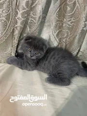  2 قطط سكوتش فولد