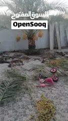  4 لتنظيف النخيل والواشنتونيا والاهتمام بالحدائق والثمار بكافه انواعها