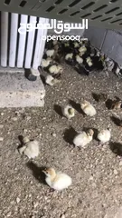  1 جاج معو صيصان 2 كل وحده معه 15 صوص وحبشه معها 20 صوص كله بلدي