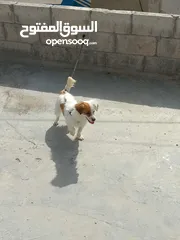  6 كلبة جاك رسل